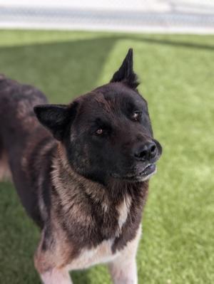 A black and brown dog standing on green artificial grass, looking to the side.