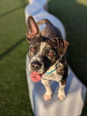 Honey, Pit Bull Terrier Mix, young, available for adoption