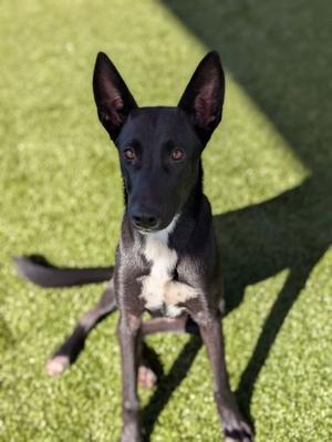 Banjo, German Shepherd Dog Mix, young, available for adoption
