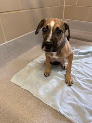 A small brown and white puppy sitting on a white towel on a tiled floor.
