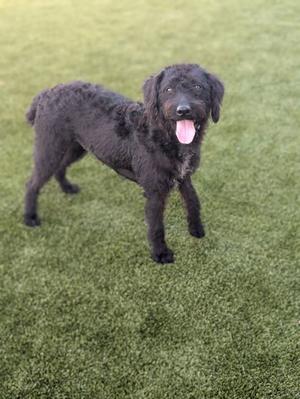 A black dog with curly fur standing on a green artificial turf surface, with its tongue out and looking at the camera.