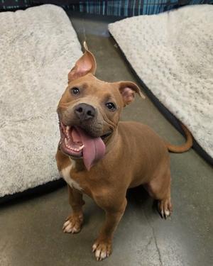 Timon, American Pit Bull Terrier Mix, young, available for adoption