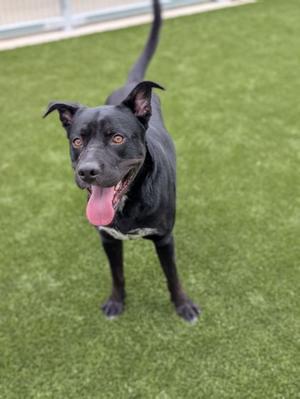 A black dog with a pink tongue sticking out, standing on green artificial grass.
