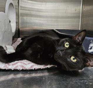 Donny and Mongo, adult, available for adoption