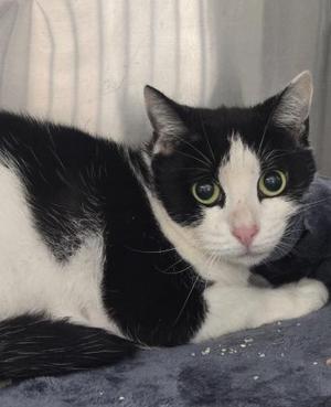 Winnie, adult, available for adoption