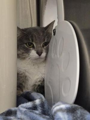 A gray and white cat peeking out from behind a white object, with a blue blanket in the foreground.