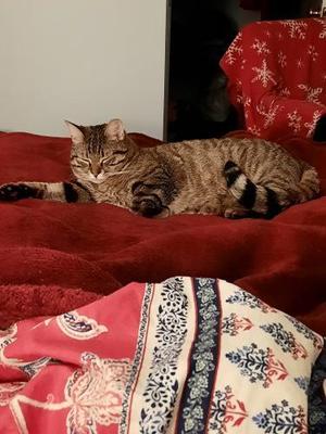 Pappardelle, adult, available for adoption