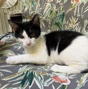 Peppercorn and Nutmeg, young, available for adoption