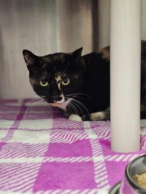 London, adult, available for adoption