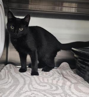 Pebbles, young, available for adoption