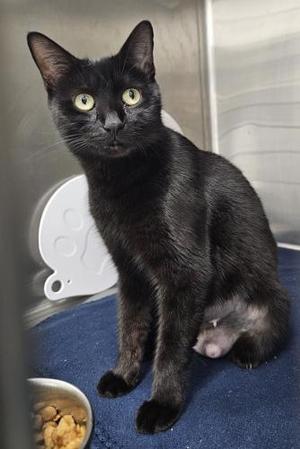 Peony, adult, available for adoption
