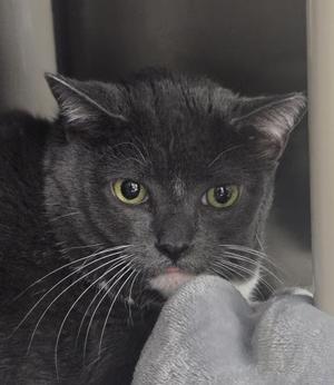 A gray cat with green eyes looking directly at the camera.