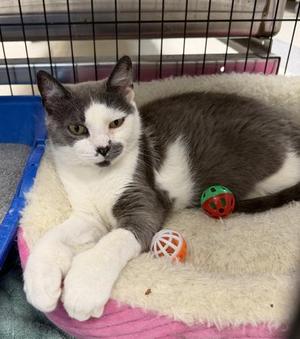 Honey, adult, available for adoption