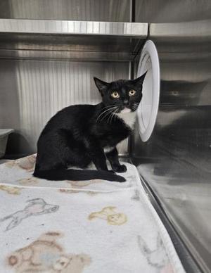 Drake, young, available for adoption