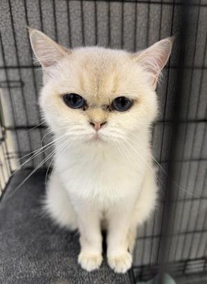 Pearl, adult, available for adoption