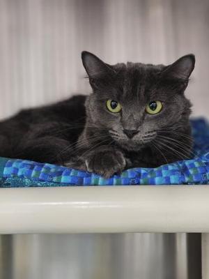 Margot, adult, available for adoption