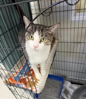 Violet, adult, available for adoption