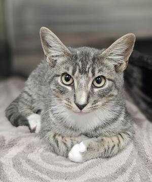 A gray tabby cat with white paws lying on a soft blanket