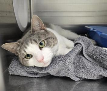 A gray and white cat lying on a gray towel with green eyes.