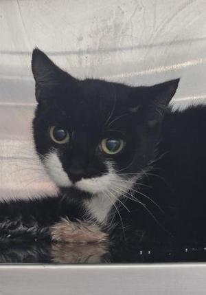 Remi, adult, available for adoption