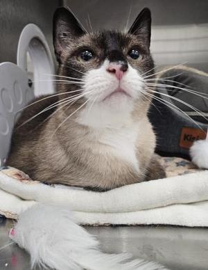 A cat with a white face and dark ears, lying on a blanket