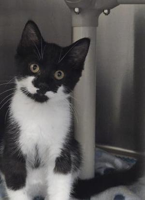 A black and white cat sitting in a cage