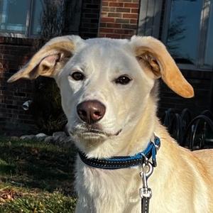 Willow happy Girl ❤️, Retriever, Yellow Labrador, adult, available for adoption