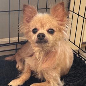 Scar, Pomeranian, senior, available for adoption