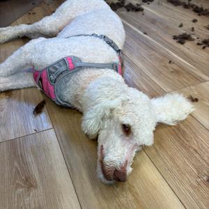 A white poodle dog lying on a wooden floor, wearing a pink and gray harness.