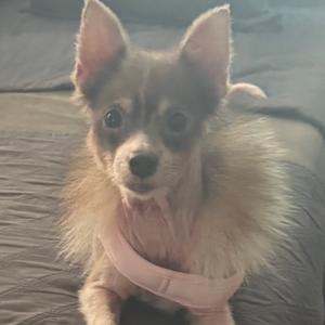 A small dog with large ears and a fluffy coat, wearing a pink harness, sitting on a bed.
