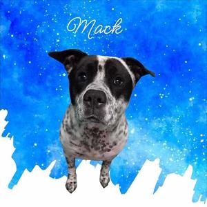 Mack, Pointer / Labrador Retriever, young, available for adoption