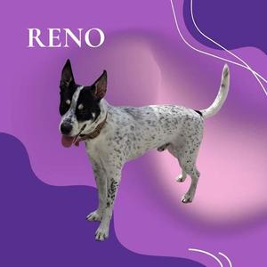 A black and white speckled dog named Reno standing on a purple background.