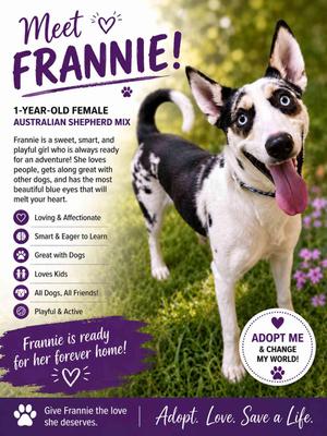 Frannie, Australian Cattle Dog / Blue Heeler / Border Collie, young, available for adoption
