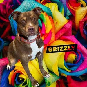 Grizzly, Australian Shepherd, adult, available for adoption