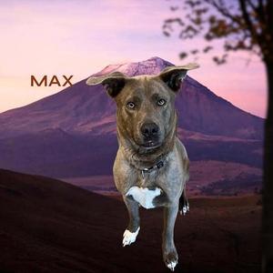Max, Mixed Breed, adult, available for adoption