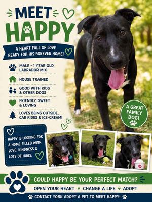 Happy, Black Labrador Retriever, young, available for adoption