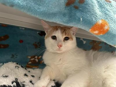 A white cat with orange patches on its head and ears is lying on a blue blanket with orange paw prints. The cat is looking directly at the camera with large, expressive eyes. It is partially covered by a blue blanket with orange paw prints, and there is a white and black spotted blanket underneath it.