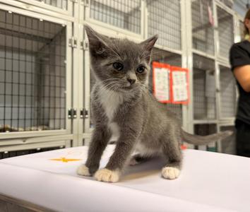 Ady, kitten, available for adoption