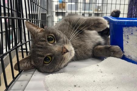 Raskal, young, available for adoption