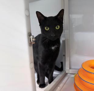A black cat with bright green eyes is standing in a doorway, looking directly at the camera. The cat has a white patch on its chest and is positioned in front of a white cabinet with a hinge visible on the left side. To the right, there is a stack of orange and blue circular objects.