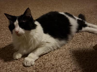Ari, senior, available for adoption