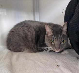 A gray cat with green eyes lying on a white blanket