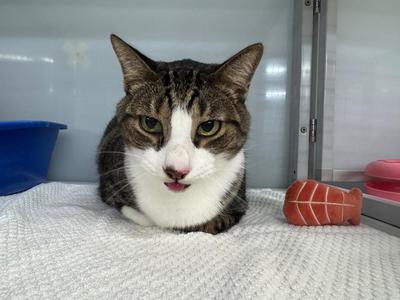 Kit-Kat, young, available for adoption