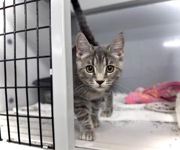 A gray tabby cat standing inside a cage, looking directly at the camera.