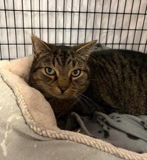 Bundtini, adult, available for adoption