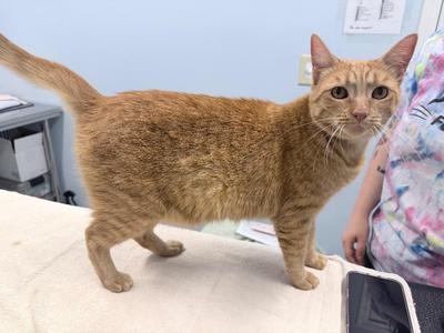 Darlene, young, available for adoption