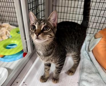 Chipper, kitten, available for adoption