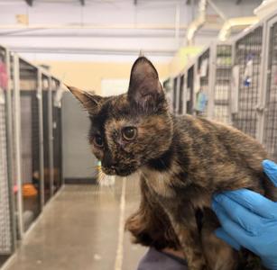 Carlee, kitten, available for adoption