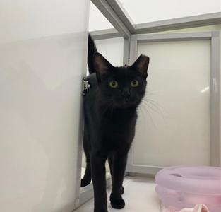A black cat standing in a room with a pink bowl nearby.