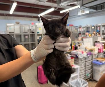 Alex, kitten, available for adoption
